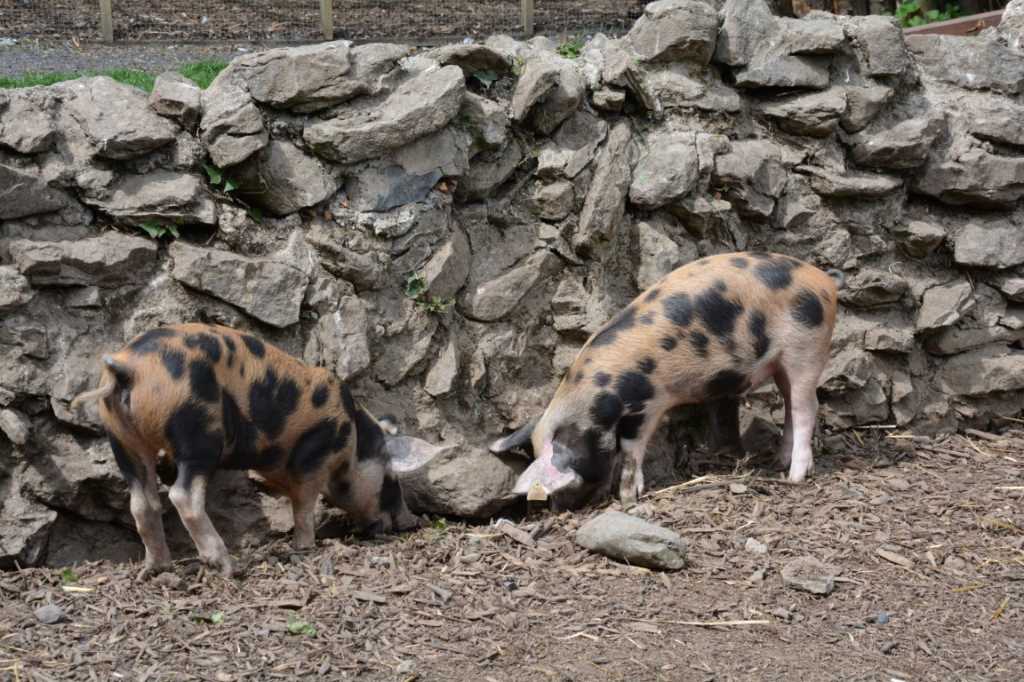 DSC_5571Mittel_.JPG